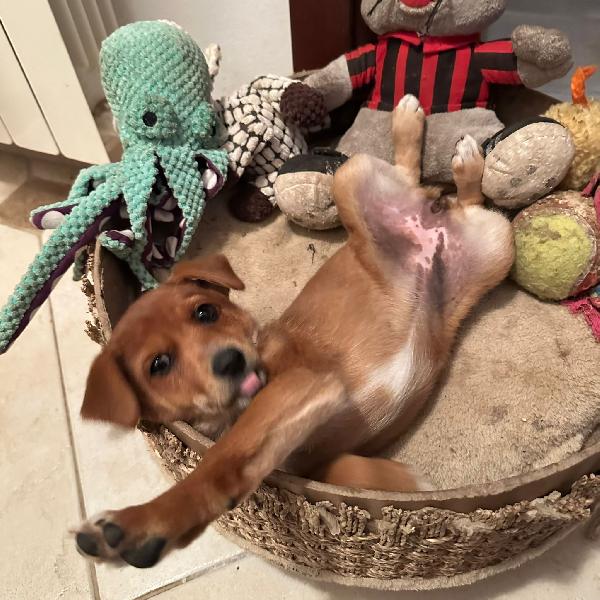 ORNELLA 💗🧸 cerca casa 🏡  Foto 6